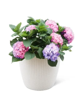 Weave Self-Watering Round Planter, 17" White -Deals The Garden & Yard Store 8598372 3002 tif