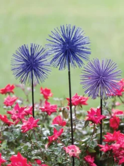 Everbloomin' Alliums, Set Of 3 -Deals The Garden & Yard Store 8598435 1000 tif