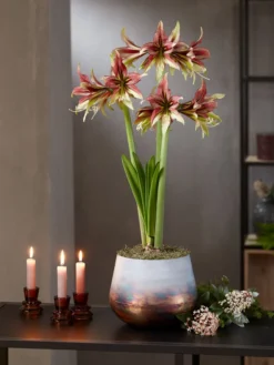 Cybister Potted Amaryllis -Deals The Garden & Yard Store 8598561 mystica 2021 14