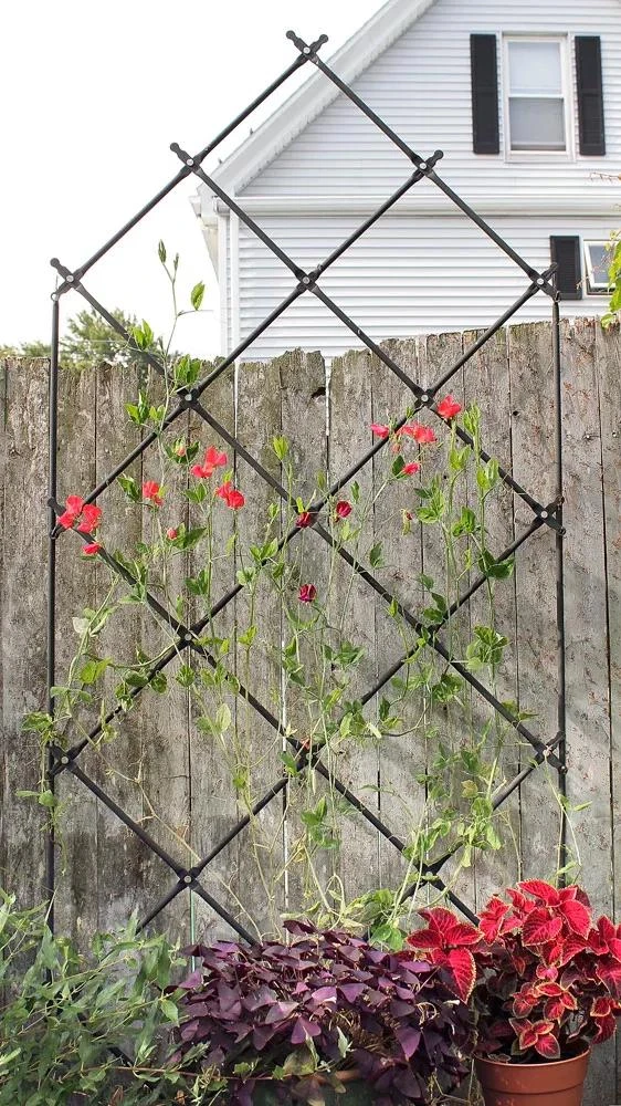 Achla Designs Freestanding Lattice Trellis 1 Achla Designs Freestanding Lattice Trellis