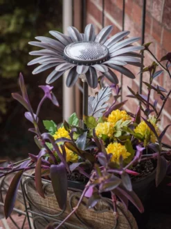 Desert Steel Daisy Solar Light -Deals The Garden & Yard Store 8599556 01V tif