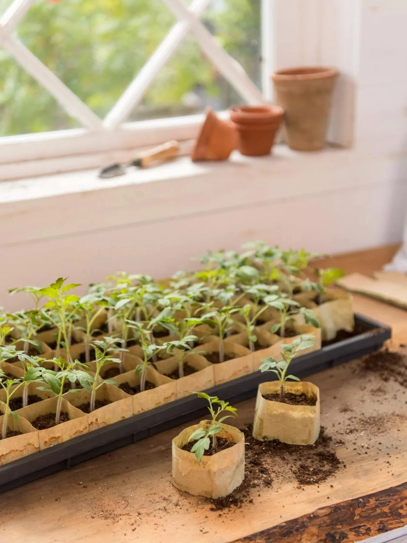 Paper Pots, 50 Cell 4 Paper Pots, 50 Cell - Image 4