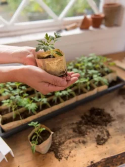 Paper Pots, 50 Cell 11 Paper Pots, 50 Cell -Deals The Garden & Yard Store 8599830 0507 tif