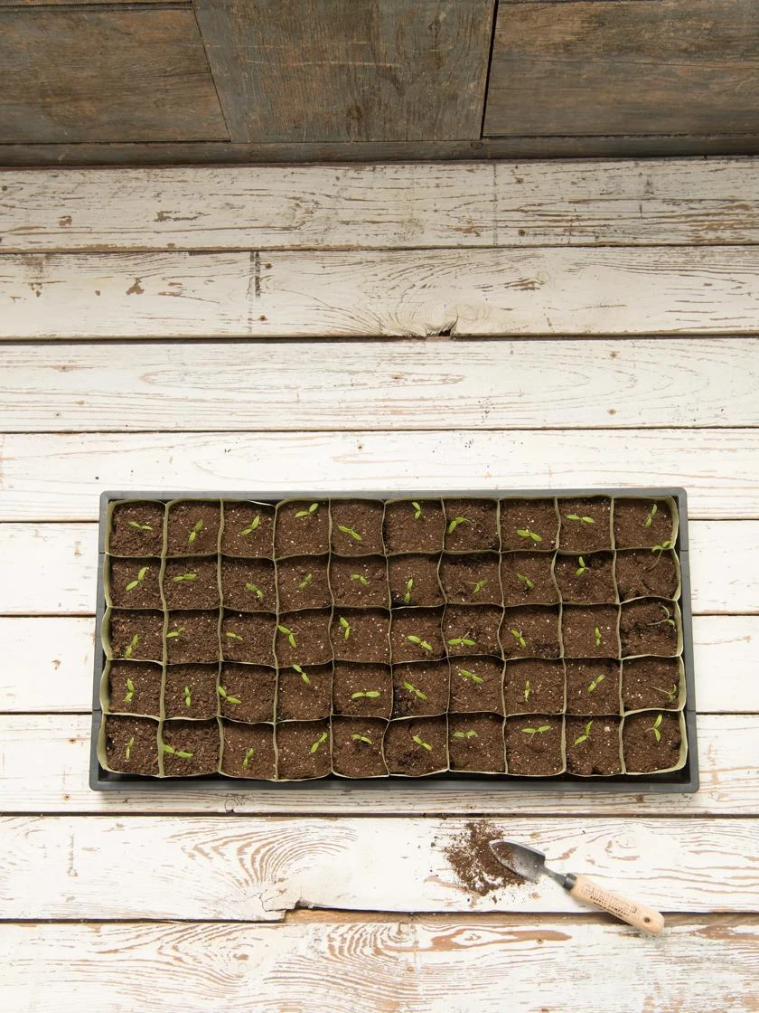 Paper Pots, 50 Cell 5 Paper Pots, 50 Cell - Image 5