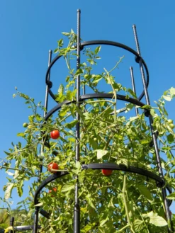 Titan Tall Tomato Cages, Set Of 3 -Deals The Garden & Yard Store 8599860 0066 tif