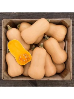 Brulee Butternut Squash Organic Seeds -Deals The Garden & Yard Store 8599867 01v