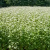 Common Buckwheat Organic Seeds