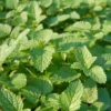 Lemon Balm Organic Seeds
