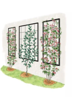 Exeter Wall Trellis 11 Exeter Wall Trellis -Deals The Garden & Yard Store 8600049 50 0001 art tif