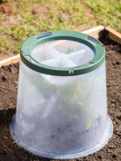 Sunny Forcing Cloches, Set Of 3 10 Sunny Forcing Cloches, Set Of 3 -Deals The Garden & Yard Store 8600075 0734 tif
