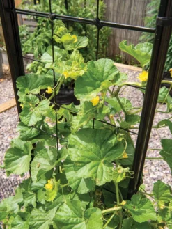 Gardener’s Victory Self-Watering Planter With Vine Trellis -Deals The Garden & Yard Store 8600176 6853