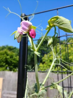 Gardener’s Victory Self-Watering Planter With Vine Trellis -Deals The Garden & Yard Store 8600177 6588 tif 1