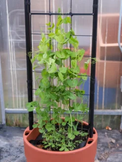 Gardener’s Victory Self-Watering Planter With Vine Trellis -Deals The Garden & Yard Store 8600178 5000 tif