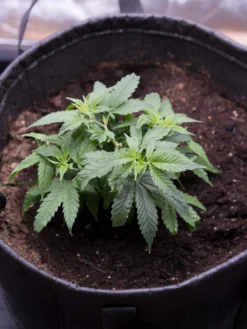 Hemp Success Kit -Deals The Garden & Yard Store 8600301 0584 tif