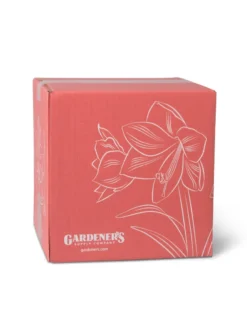 Amaryllis Planting Kit -Deals The Garden & Yard Store 8608878 755