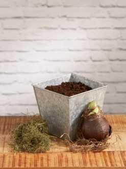 Amaryllis Planting Kit -Deals The Garden & Yard Store 8608878 diykit 2021 02