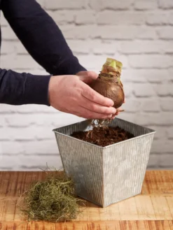 Amaryllis Planting Kit -Deals The Garden & Yard Store 8608878 diykit 2021 03