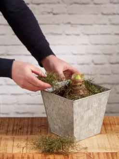 Amaryllis Planting Kit -Deals The Garden & Yard Store 8608878 diykit 2021 04