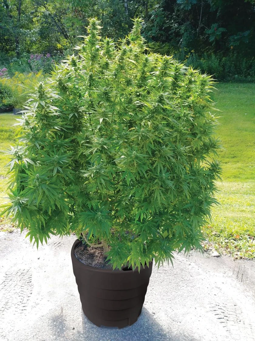 Victory Hemp Success Kit 2 Victory Hemp Success Kit - Image 2