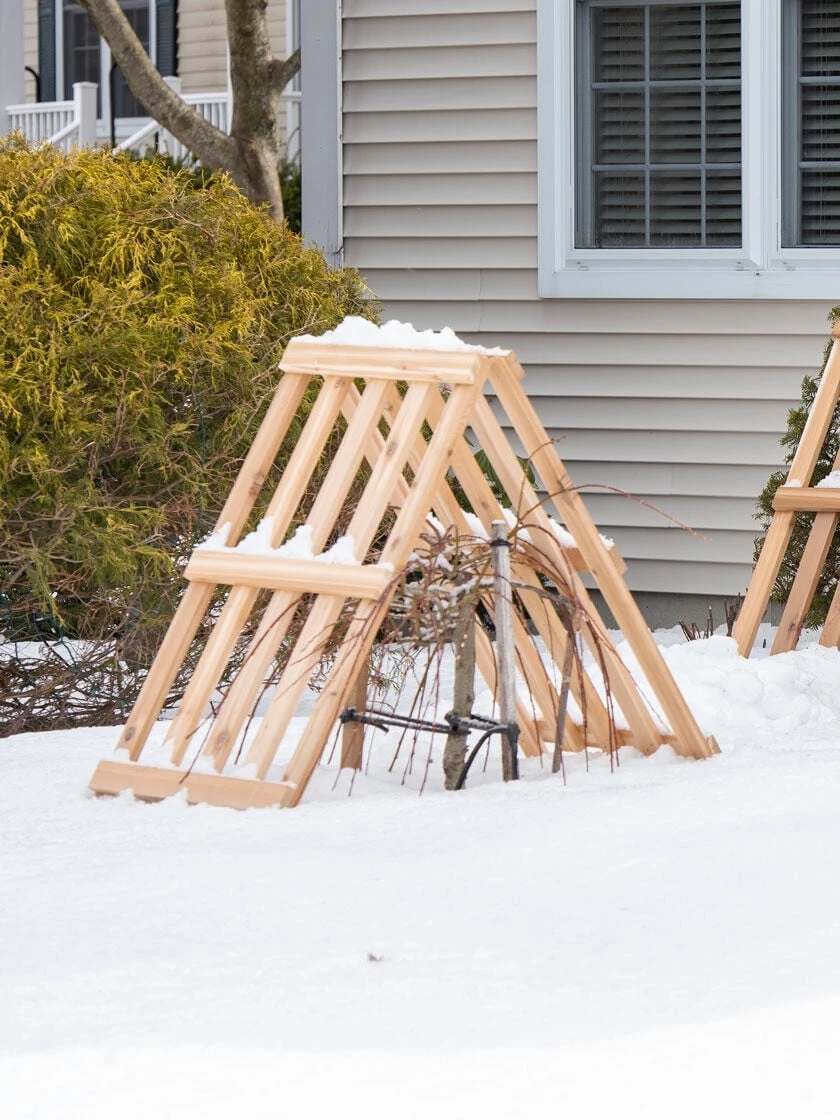 Cedar Shrub Guard 3 Cedar Shrub Guard - Image 3