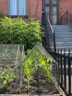 Chicken Wire Crop Coop -Deals The Garden & Yard Store 8609080 02CUST tif