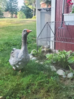 Chicken Wire Crop Coop -Deals The Garden & Yard Store 8609080 02IN tif
