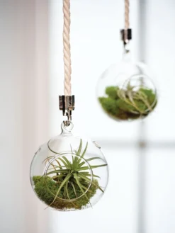 Mini Blown-Glass Hanging Terrarium, Set Of 2
