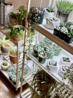 Oslo 2-Tier LED Grow Light Garden, 2 Fixtures -Deals The Garden & Yard Store 8609221 02IN tif