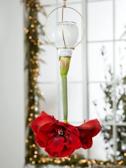 Waxed Amaryllis Brass Hangers, Set Of 3 -Deals The Garden & Yard Store 8609252 2020 6014