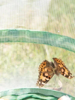 Butterfly Garden® Kit With Voucher -Deals The Garden & Yard Store 8609265 6288 tif