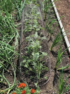 Chicken Wire Row Cloche Expandable Extra Large 3N1 10 Chicken Wire Row Cloche Expandable Extra Large 3N1 -Deals The Garden & Yard Store 8609412 5903 tif