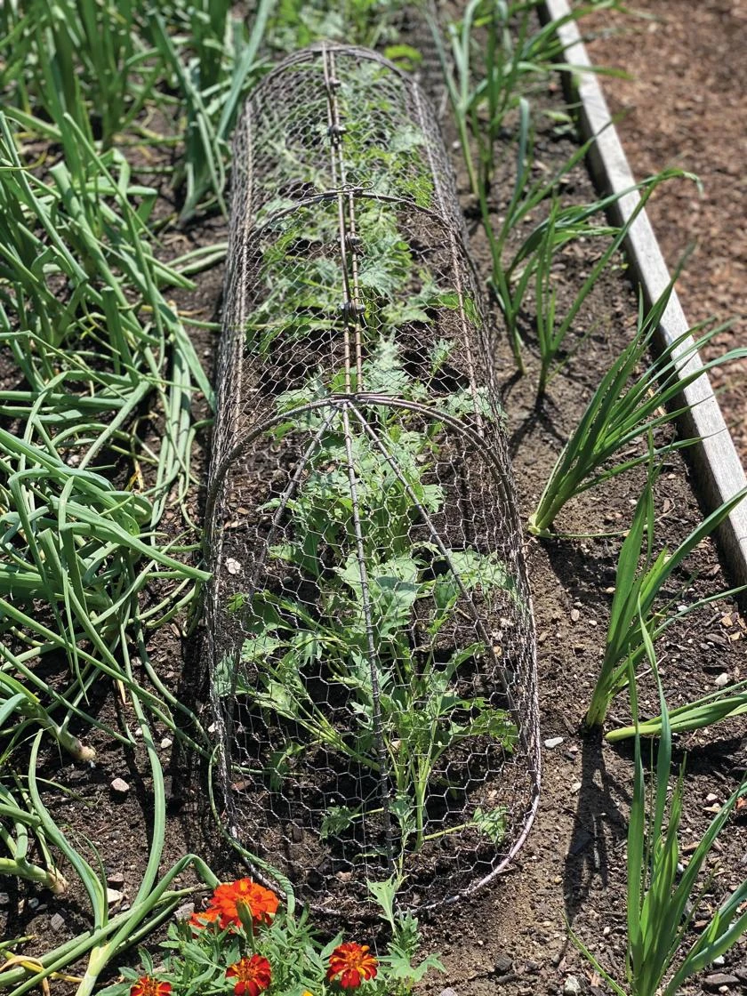 Chicken Wire Row Cloche Expandable Extra Large 3N1 3 Chicken Wire Row Cloche Expandable Extra Large 3N1 - Image 3