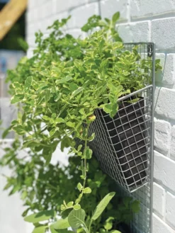 Wire Wall Pockets Vertical Gardens -Deals The Garden & Yard Store 8609429 9500 tif