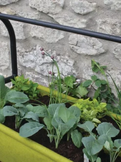 Vigoroot™ Self-Watering Easy Garden Planter -Deals The Garden & Yard Store 8609879 04V tif