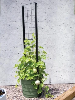 Gardener’s Victory Self-Watering Planter With Vine Trellis -Deals The Garden & Yard Store 8610238 15487 tif 1