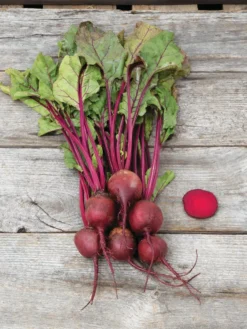 Family Garden Organic Seed Collection, Set Of 7 13 Family Garden Organic Seed Collection, Set Of 7 -Deals The Garden & Yard Store 8610262 Detroit Dark Red Beet 03V tif