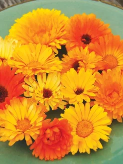 Family Garden Organic Seed Collection, Set Of 7 11 Family Garden Organic Seed Collection, Set Of 7 -Deals The Garden & Yard Store 8610262 Pacific Beauty Calendula 07V tif