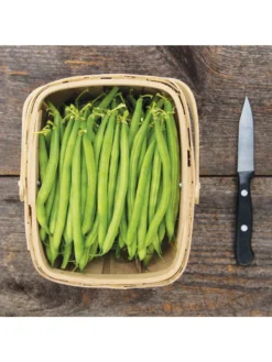 Antigua Bush Bean Organic Seeds -Deals The Garden & Yard Store 8610262 antigua bean 8 15 18 05v