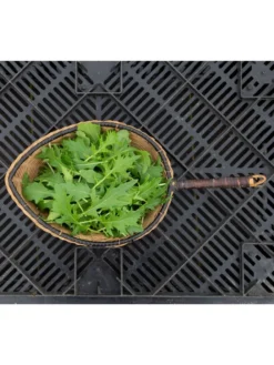 Silk Road Garden Organic Seed Collection, Set Of 6 -Deals The Garden & Yard Store 8610264 mizuna babyleaf 01v