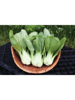 Silk Road Garden Organic Seed Collection, Set Of 6 -Deals The Garden & Yard Store 8610264 shanghai green pac choy 05v