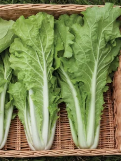 Silk Road Garden Organic Seed Collection, Set Of 6 -Deals The Garden & Yard Store 8610264 tokyo bekana 02v