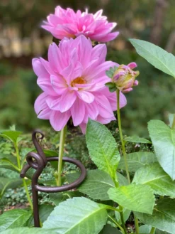 Arden Single Stem Supports, Set Of 2 -Deals The Garden & Yard Store 8610375 5703 tif