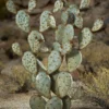 Desert Steel Prickly Pear Cactus Sculpture, Grande