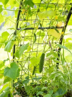 2’ X 8’ Arch Trellis For Planter Boxes -Deals The Garden & Yard Store 8610798 095 tif