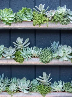 3-Tier Vertical Wall Planter, 3' -Deals The Garden & Yard Store 8611013 055 tif