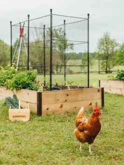 Tall Chicken Wire Critter Fence With Gate 17 Tall Chicken Wire Critter Fence With Gate -Deals The Garden & Yard Store 8611020 316 tif