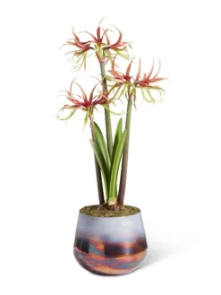 Cybister Potted Amaryllis -Deals The Garden & Yard Store 8611120 chico 2021 09