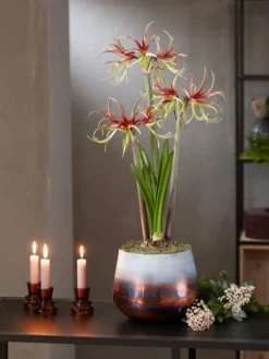 Cybister Potted Amaryllis -Deals The Garden & Yard Store 8611120 chico 2021 10