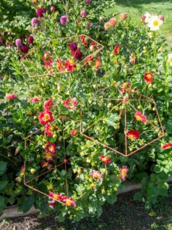 Parasol Plant Supports, Set Of 3 -Deals The Garden & Yard Store 8611129 050 tif