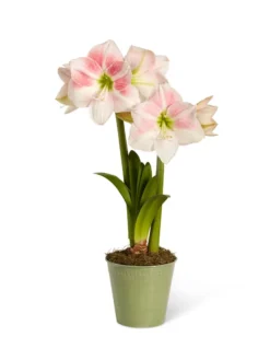 Star Potted Amaryllis -Deals The Garden & Yard Store 8611499 2022 rosystar silo rosy star potted amaryllis